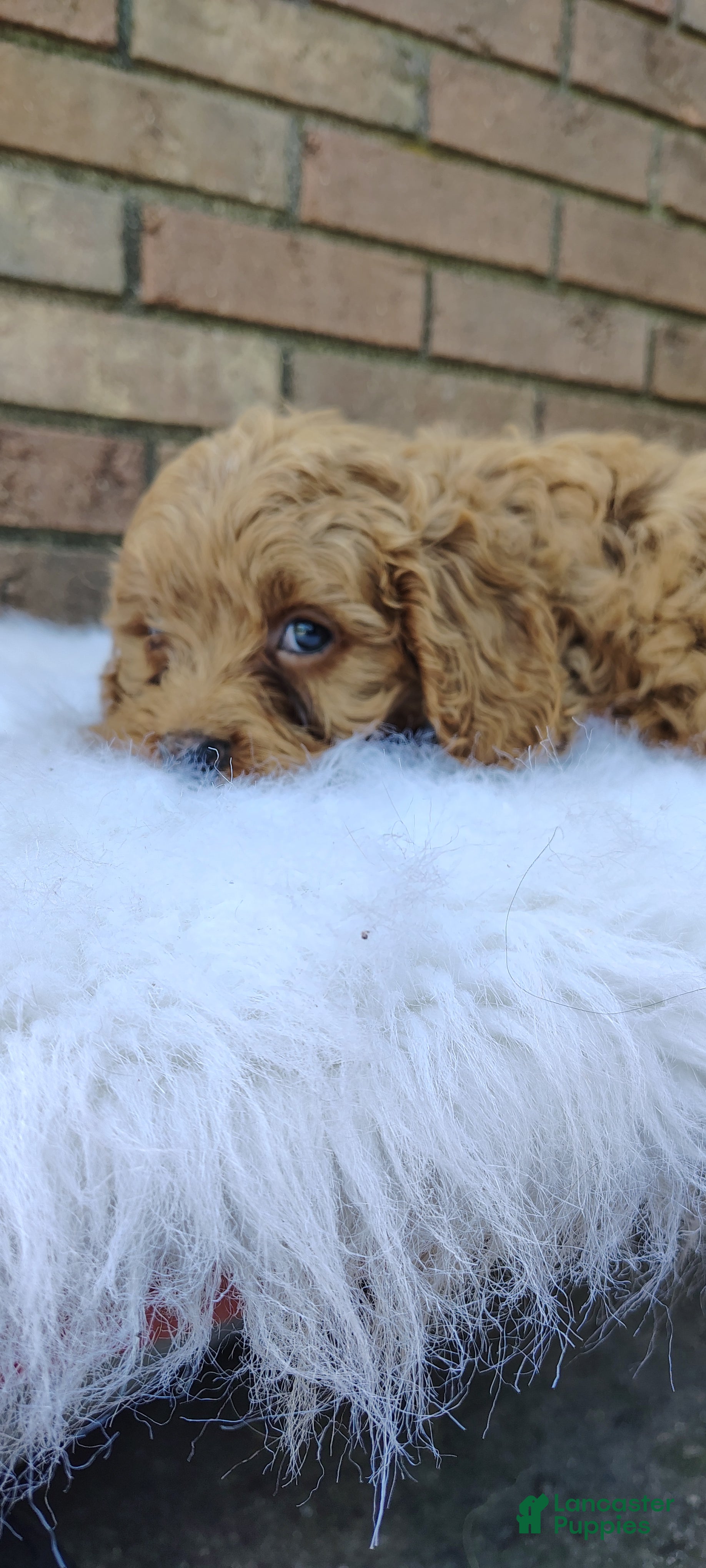 Cavapoo dogs for sale: Max - Ad 1