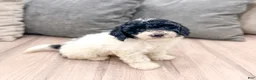 Miniature Poodle dogs for sale: Domino - Ad 3