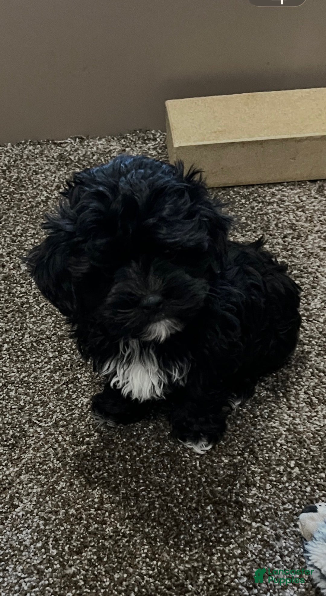 Shihpoo dogs for sale: Micky - Ad 5