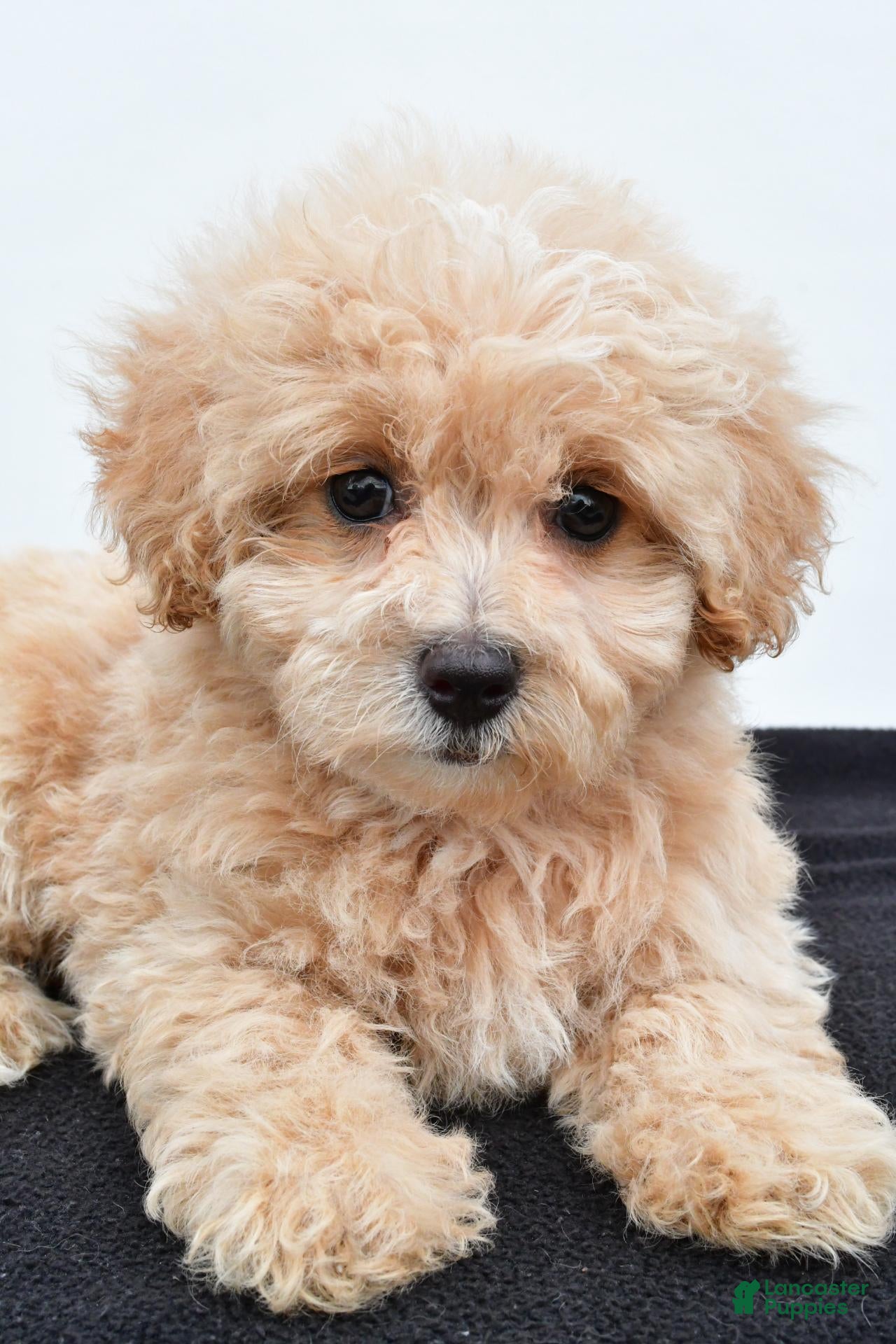 Maltipoo dogs Bella - Ad 1
