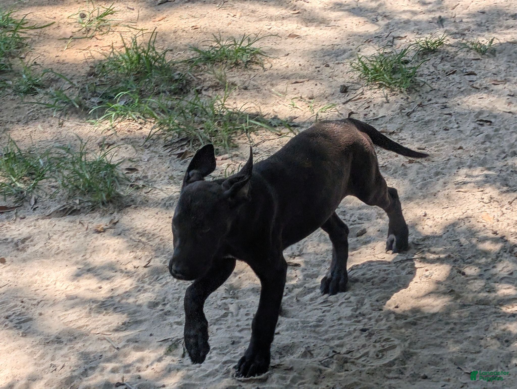 Labrador Retriever dogs Labrador Retriever 1 - Ad 2