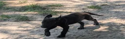 Labrador Retriever dogs for sale: Labrador Retriever 3 - Ad 5