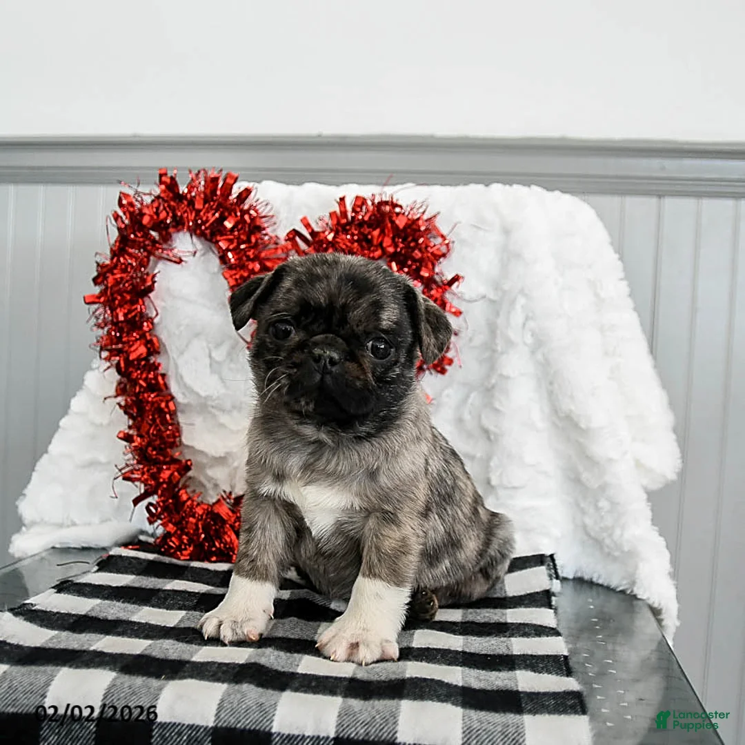 Pug dogs for sale: Mocha - Ad 3