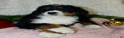 Bernedoodle dogs for sale: Rosie - Ad 5