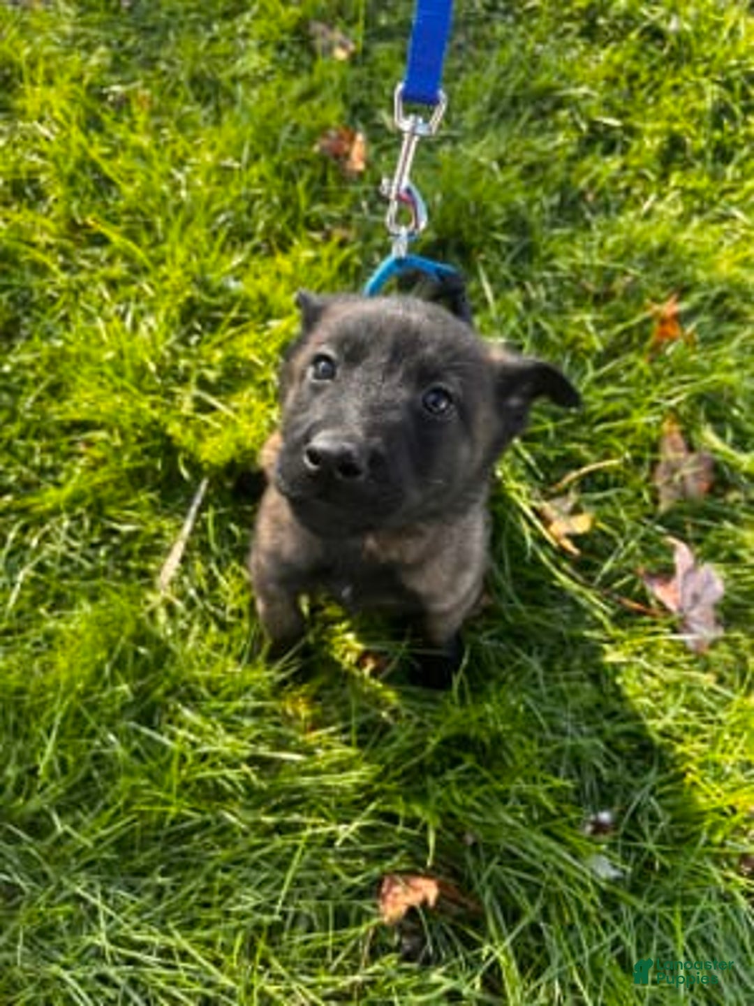 Gallery Image {{count}}