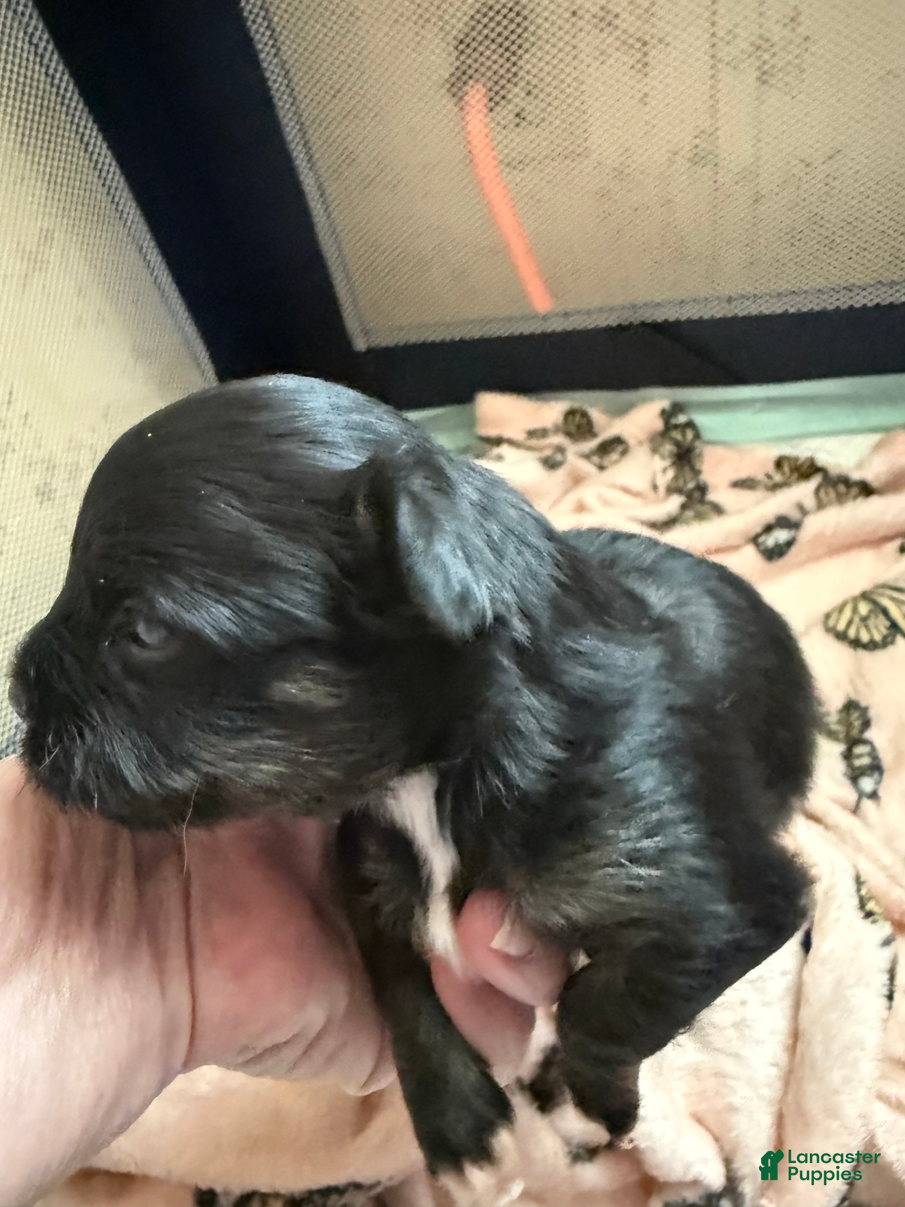 Mixed Breed dogs Mixed Breed Puppy 3 - Ad 18