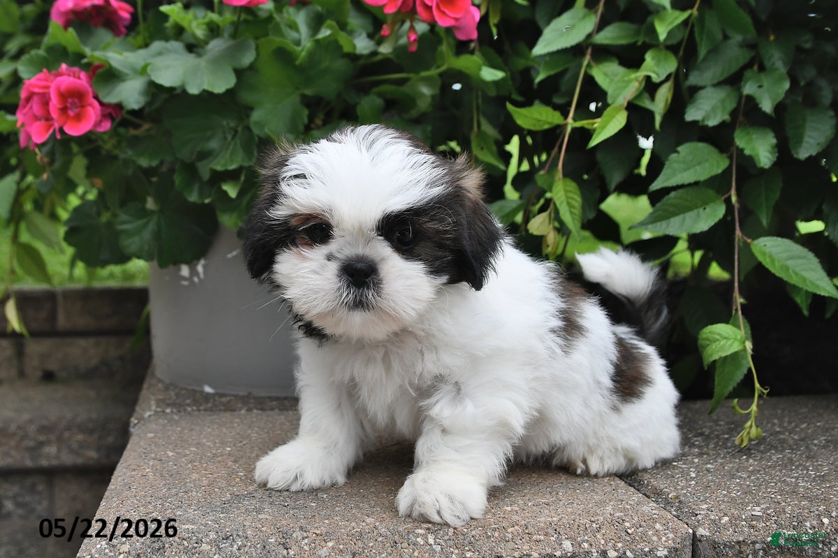 Shih Tzu dogs Bryan - Ad 1