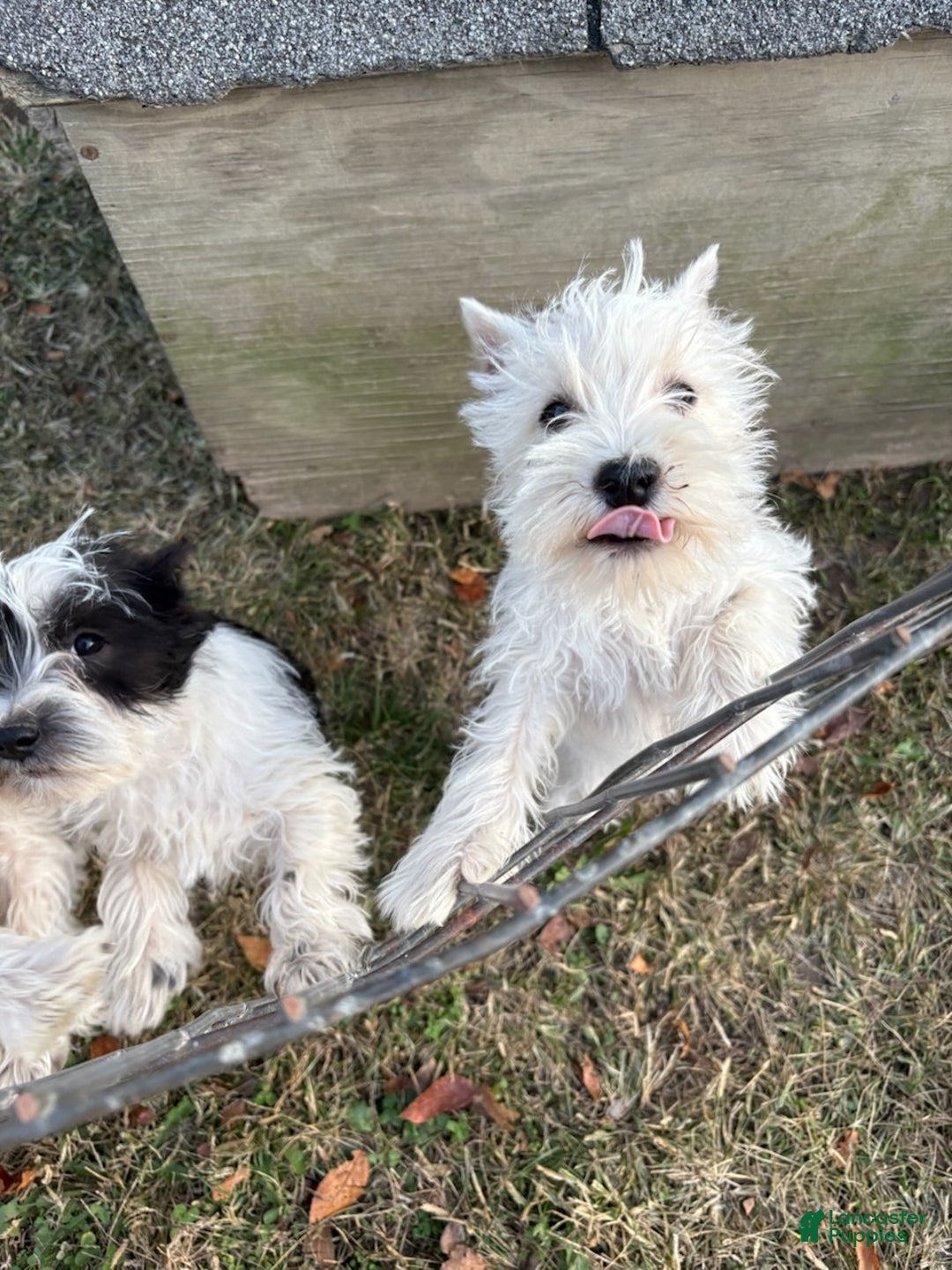Miniature Schnauzer dogs for sale: Angel Boy - Ad 2