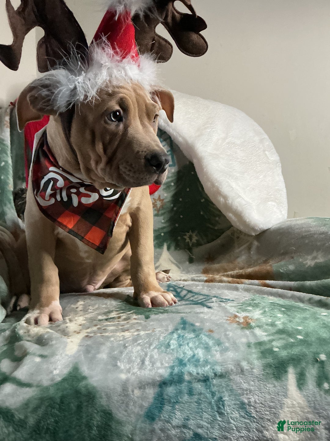 American Bully dogs for sale: Dirty Dan - Ad 4