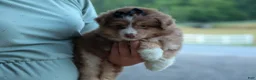 Miniature Australian Shepherd dogs for sale: LUCKY - Ad 3