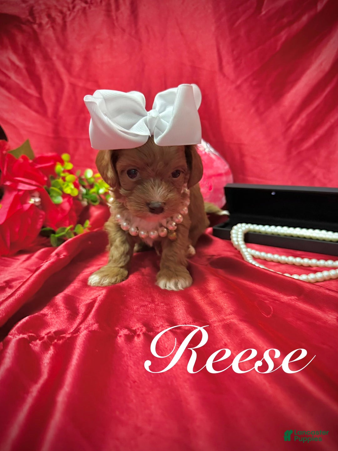 Yorkiepoo dogs for sale: Reese  - Ad 5