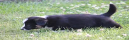 Mixed Breed dogs for sale: Jude🐶 - Ad 4