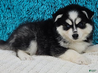 Pomsky dogs Cowboy - Ad 19