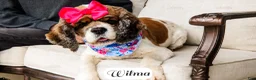Cocker Spaniel dogs for sale: Wilma - Ad 4