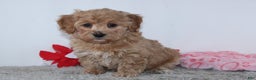 Mini Goldendoodle dogs for sale: Isabella - Ad 3