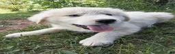 Great Pyrenees dogs for sale: Shasta - Ad 5