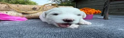 Mixed Breed dogs for sale: Diamond Princess (Girl) - Ad 1