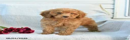 Mini Goldendoodle dogs for sale: Melody - Ad 9
