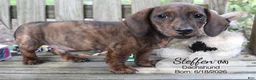 Dachshund dogs for sale: Steffen - Ad 2