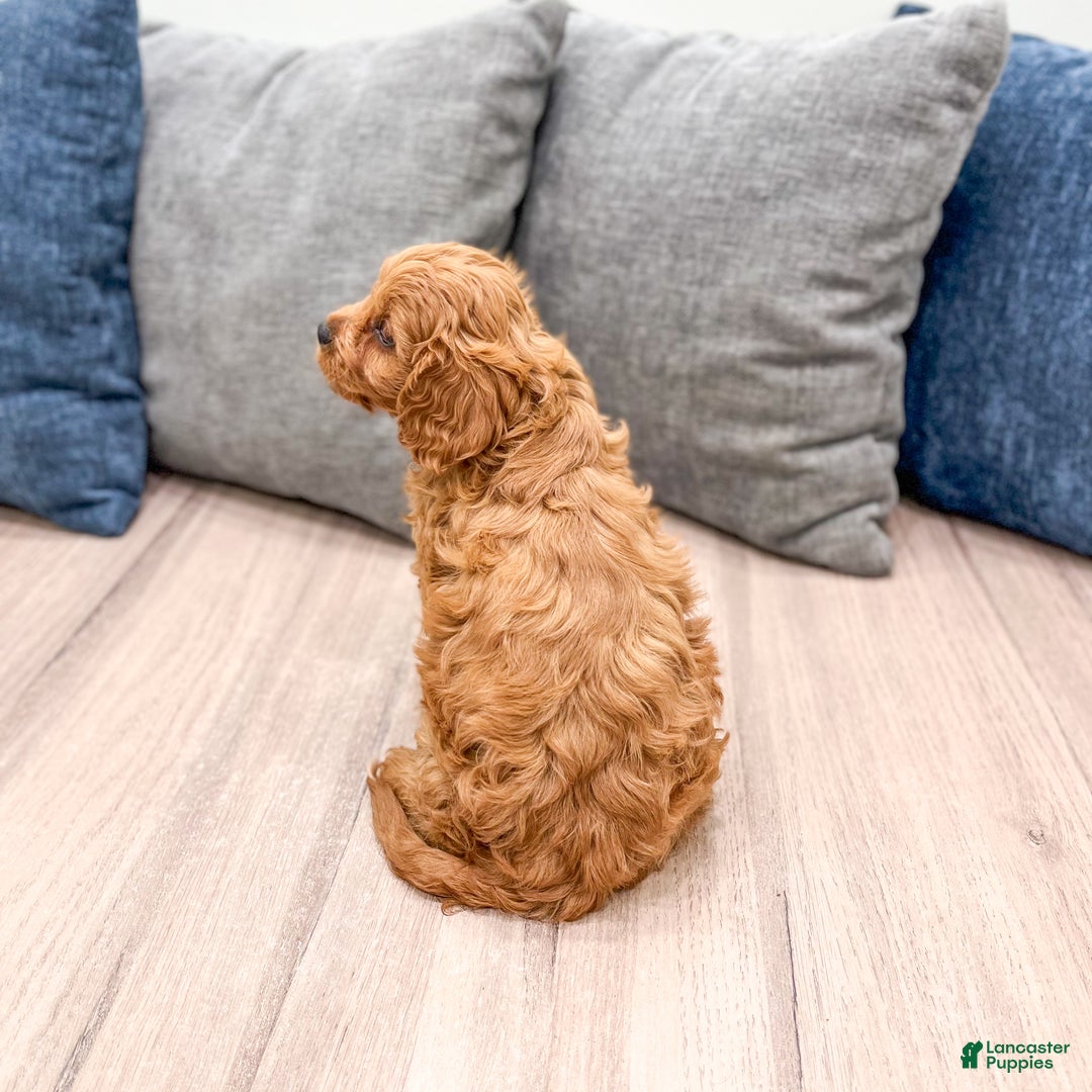Cavapoo dogs for sale: Brooklyn - Ad 5