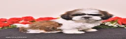 Shih Tzu dogs for sale: Kane - Ad 5