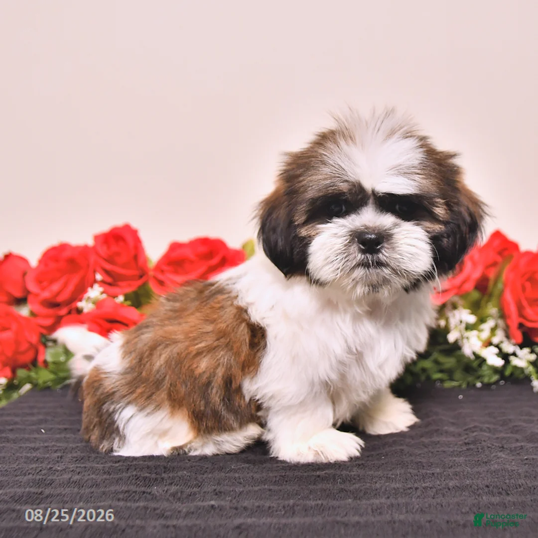 Shih Tzu dogs for sale: Kane - Ad 5