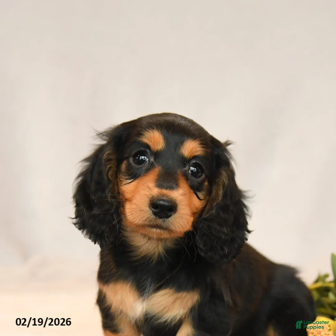 Miniature Dachshund dogs for sale: Bella   - Ad 3