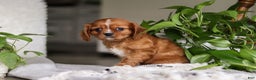Cavalier King Charles Spaniel dogs for sale: Riley - Ad 5