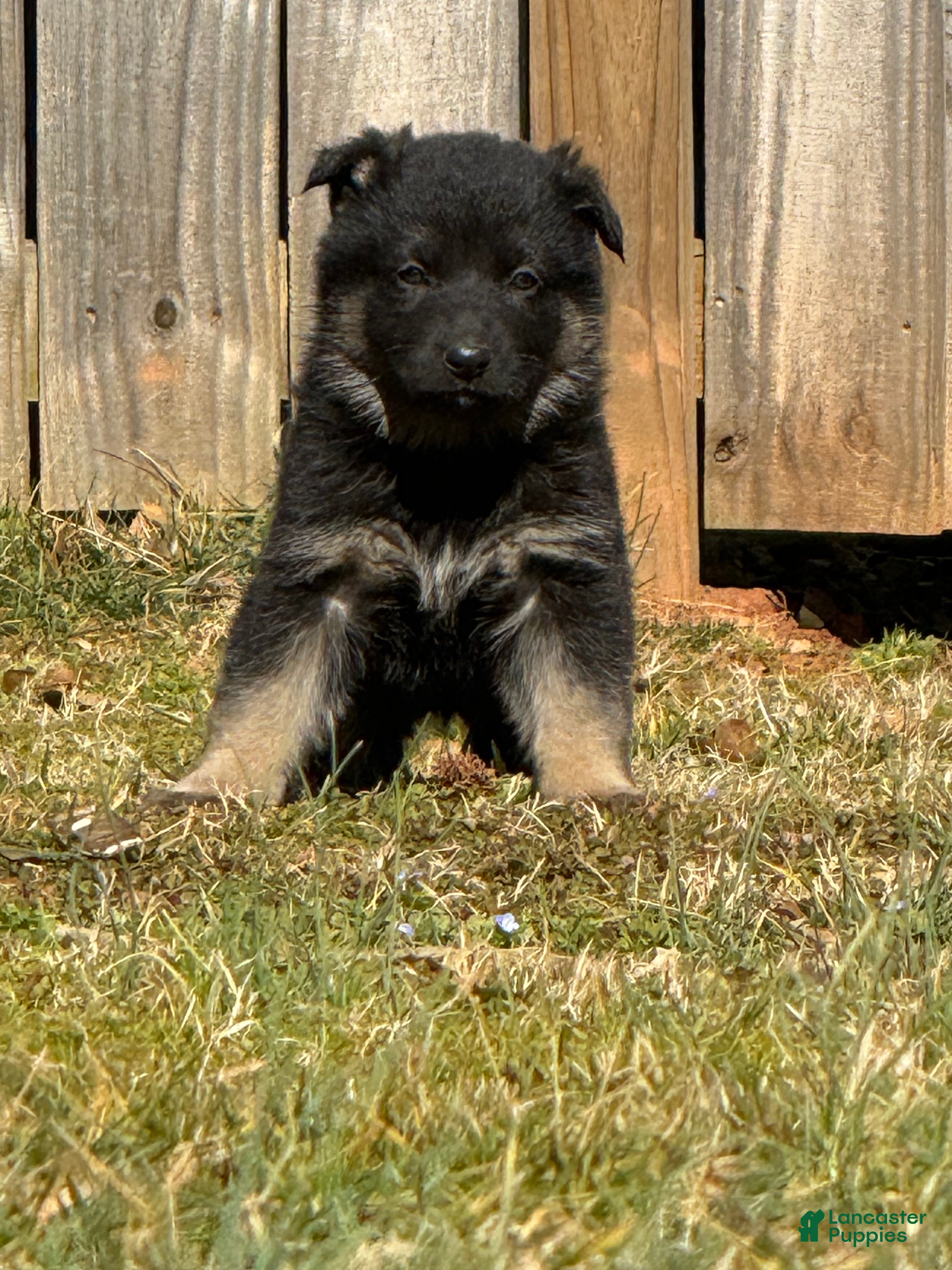 German Shepherd dogs German Shepherd Puppy 4 - Ad 20