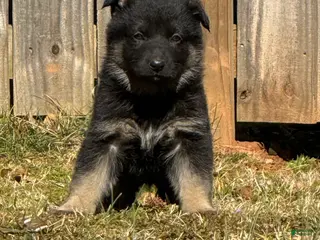 German Shepherd dogs German Shepherd Puppy 4 - Ad 20