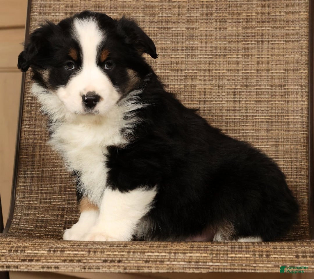 Miniature Australian Shepherd dogs for sale: Rocky - Ad 10