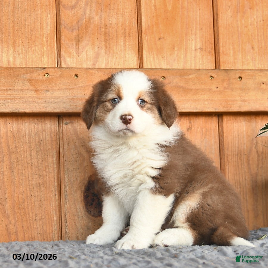 Australian Shepherd dogs for sale: Ashley  - Ad 2