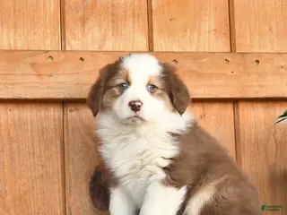 Australian Shepherd dogs for sale: Ashley - Ad 2