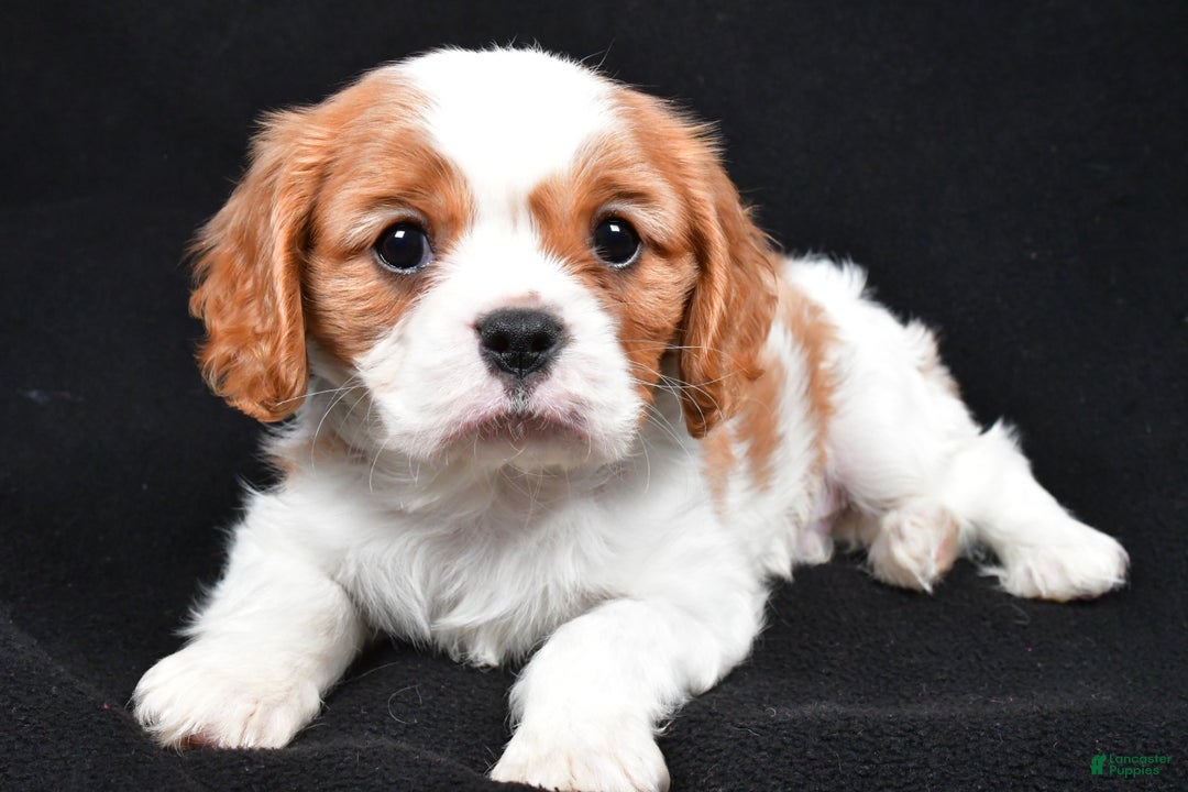 Cavalier King Charles Spaniel dogs for sale: Patrick - Ad 3