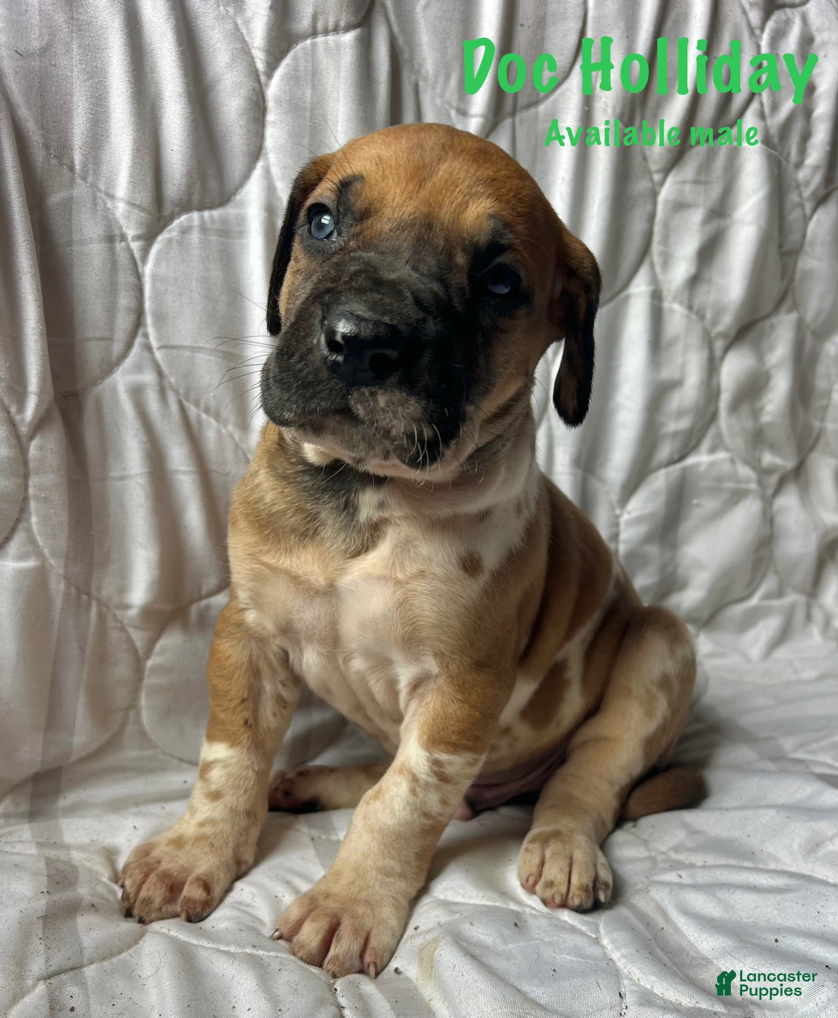 Great Dane dogs Doc Holliday - Ad 13