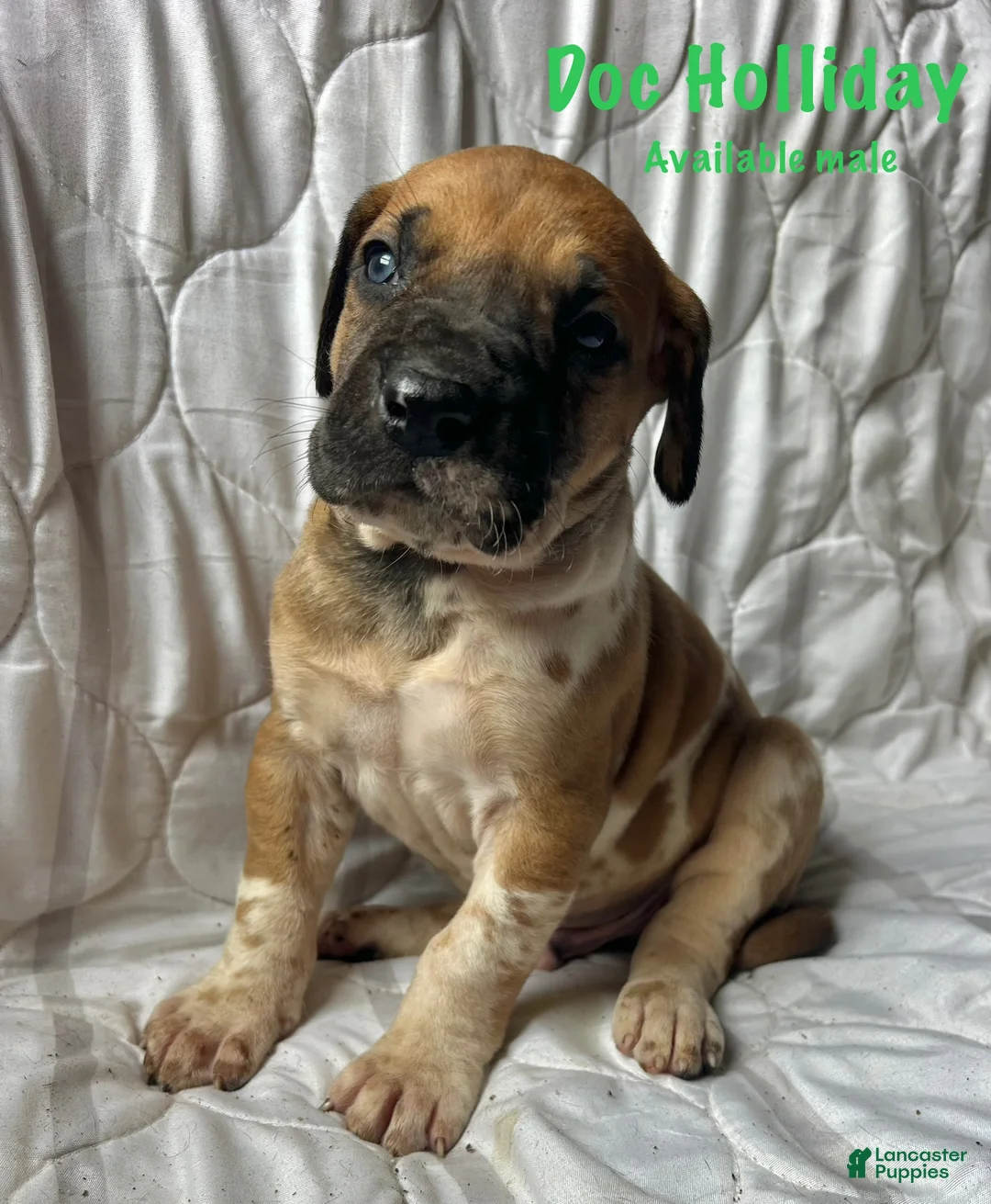 Great Dane dogs for sale: Doc Holliday - Ad 1