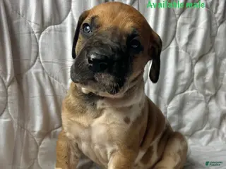 Great Dane dogs Doc Holliday - Ad 8