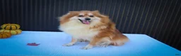 Pomeranian dogs for sale: Marco💙 - Ad 15