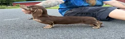 Miniature Dachshund dogs for sale: Choc Cream Brindle AKC  - Ad 2