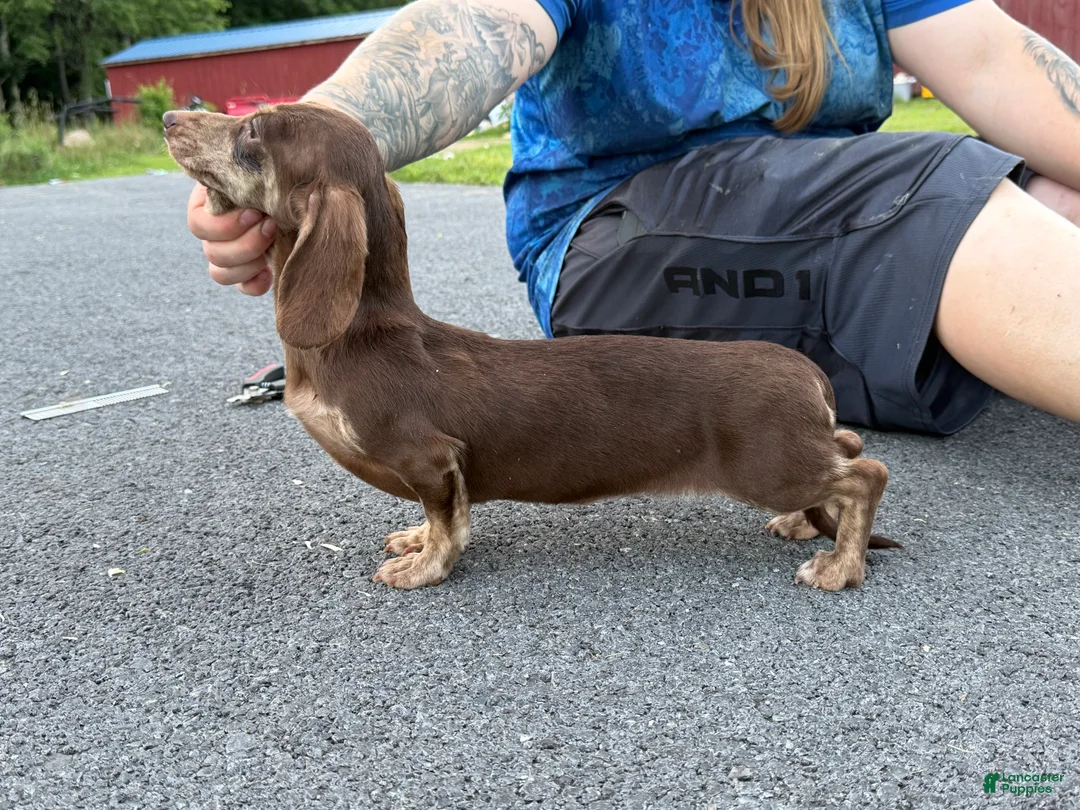 Miniature Dachshund dogs for sale: Choc Cream Brindle AKC  - Ad 2
