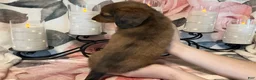 Miniature Dachshund dogs for sale: Teddy - Red Dapple - Ad 4