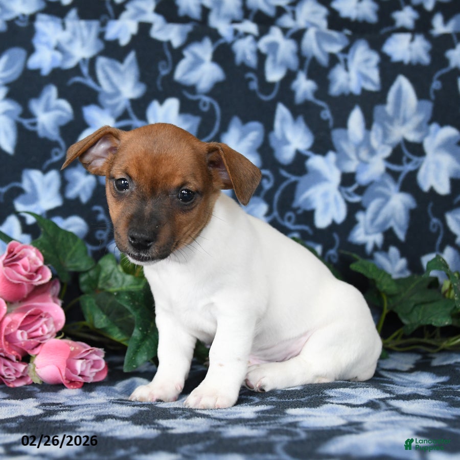 Jack Russell Terrier dogs Austin - Ad 2