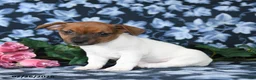 Jack Russell Terrier dogs for sale: Austin - Ad 2