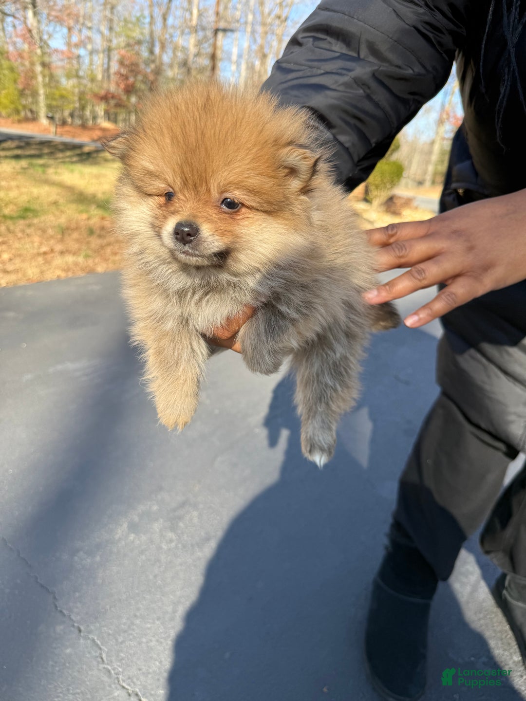 Pomeranian dogs for sale: Pomeranian Puppy 3 - Ad 1
