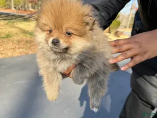 Pomeranian dogs Pomeranian Puppy 3 - Ad 40