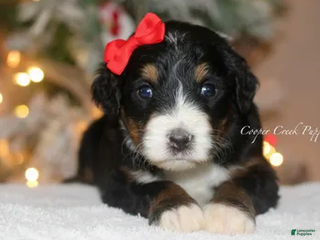 Bernedoodle dogs Cindy Lou Who - Ad 39