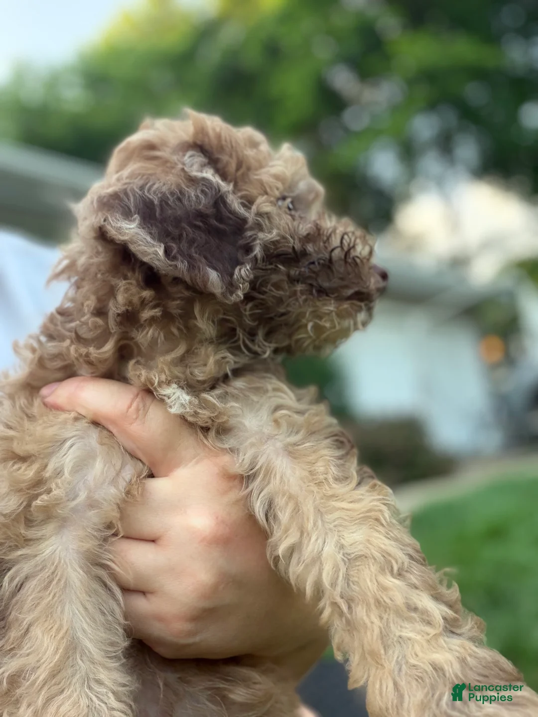 Mini Goldendoodle dogs for sale: Mini Goldendoodle 8 - Ad 1