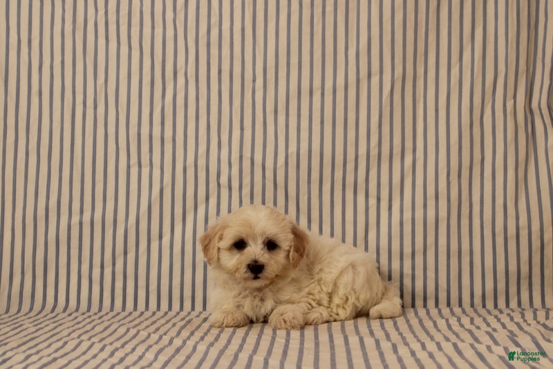 Maltipoo dogs Justin - Ad 1