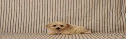 Maltipoo dogs for sale: Justin - Ad 1