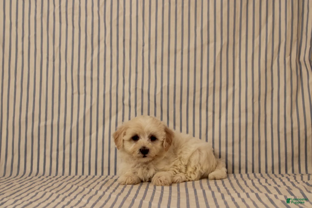 Maltipoo dogs for sale: Justin - Ad 1